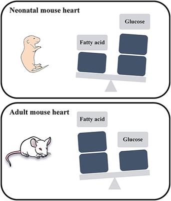 The Role of Metabolism in Heart Failure and Regeneration